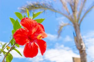 沖縄の景色ハイビスカスの花